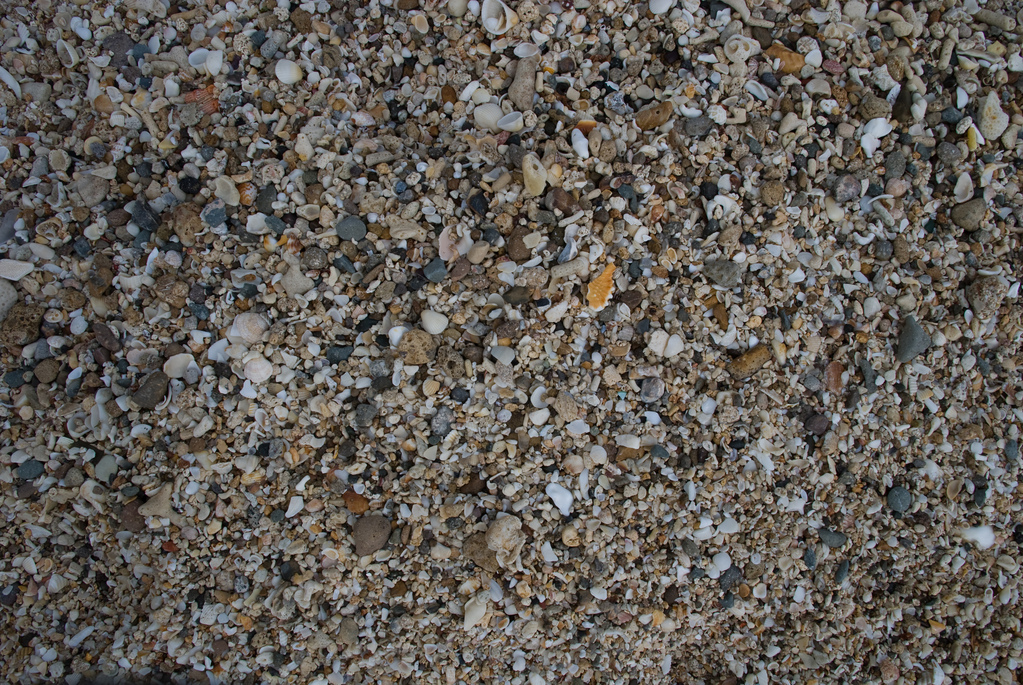 Sand and shells