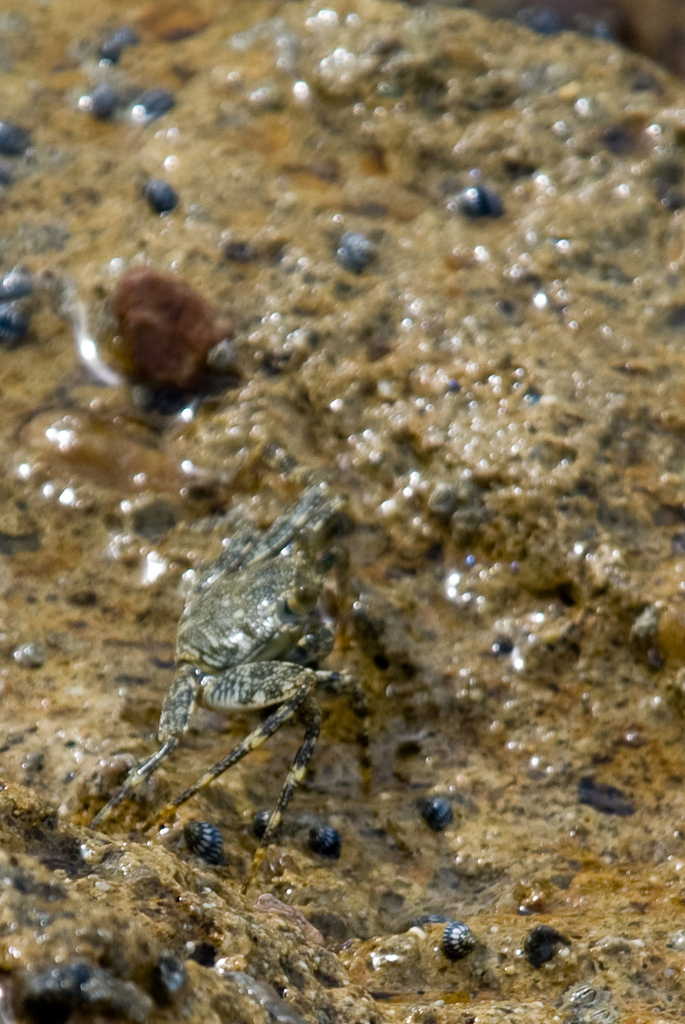 Crab Crab