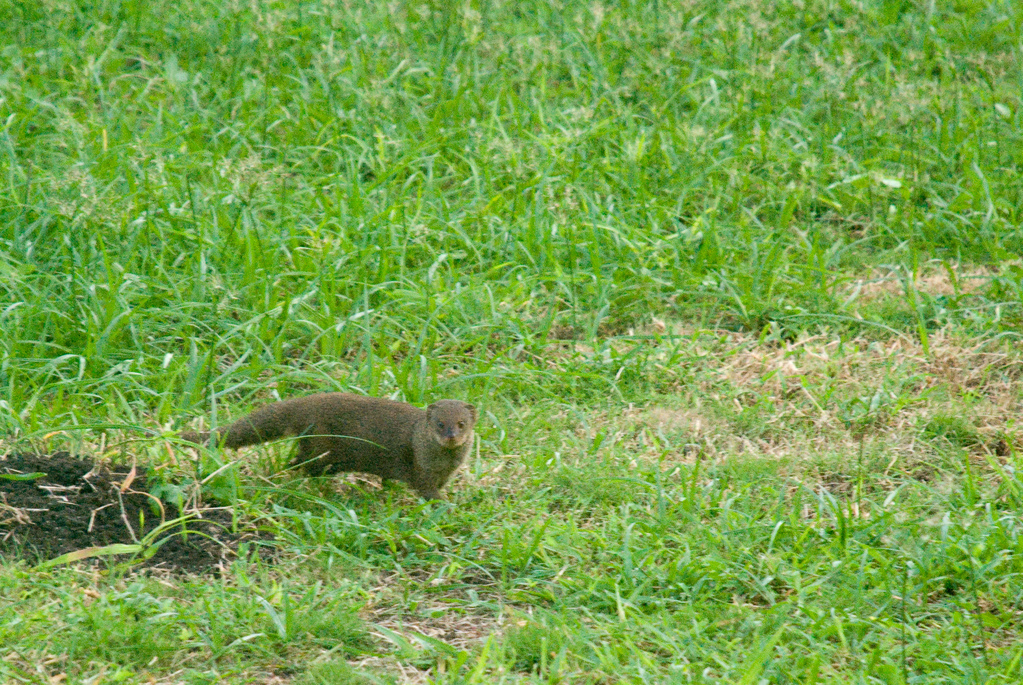Mongoose