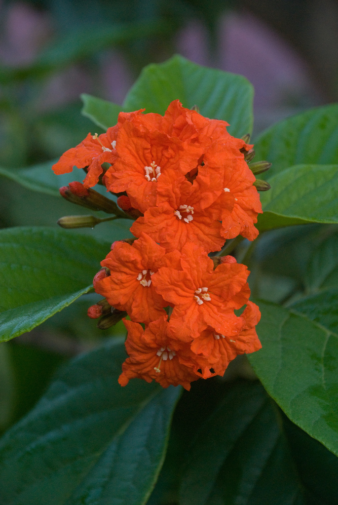 Flowers Flowers