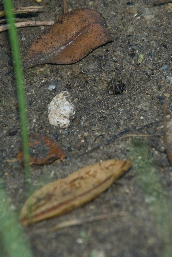 Where big land crabs come from Where big land crabs come from