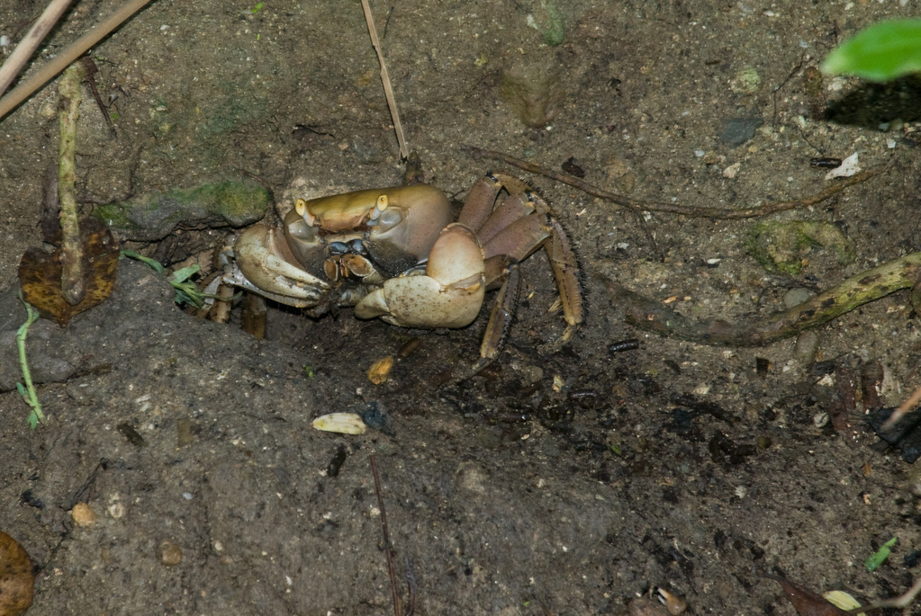 Big land crab