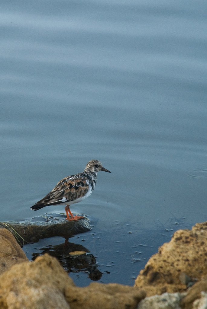 Bird Bird