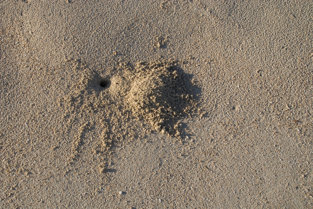 Crab burrow