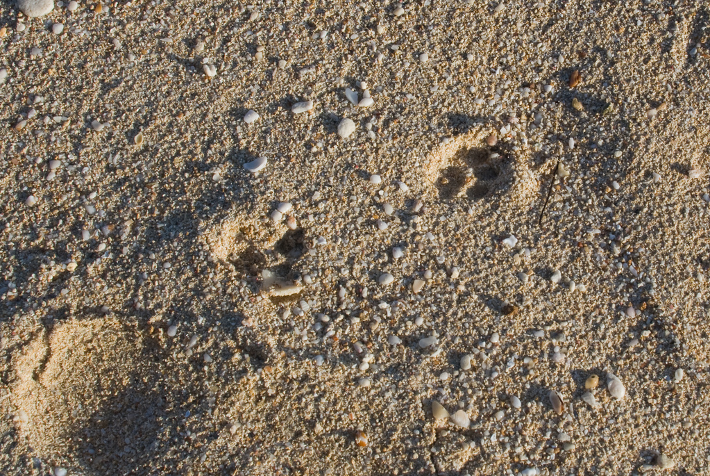Mongoose tracks, I assume