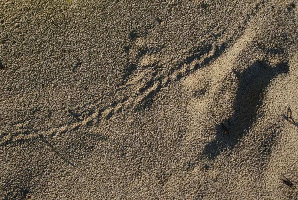 Unknown tracks