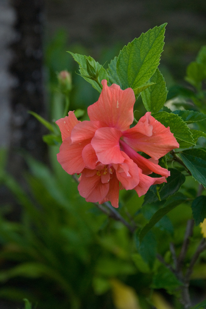 Flowers Flowers