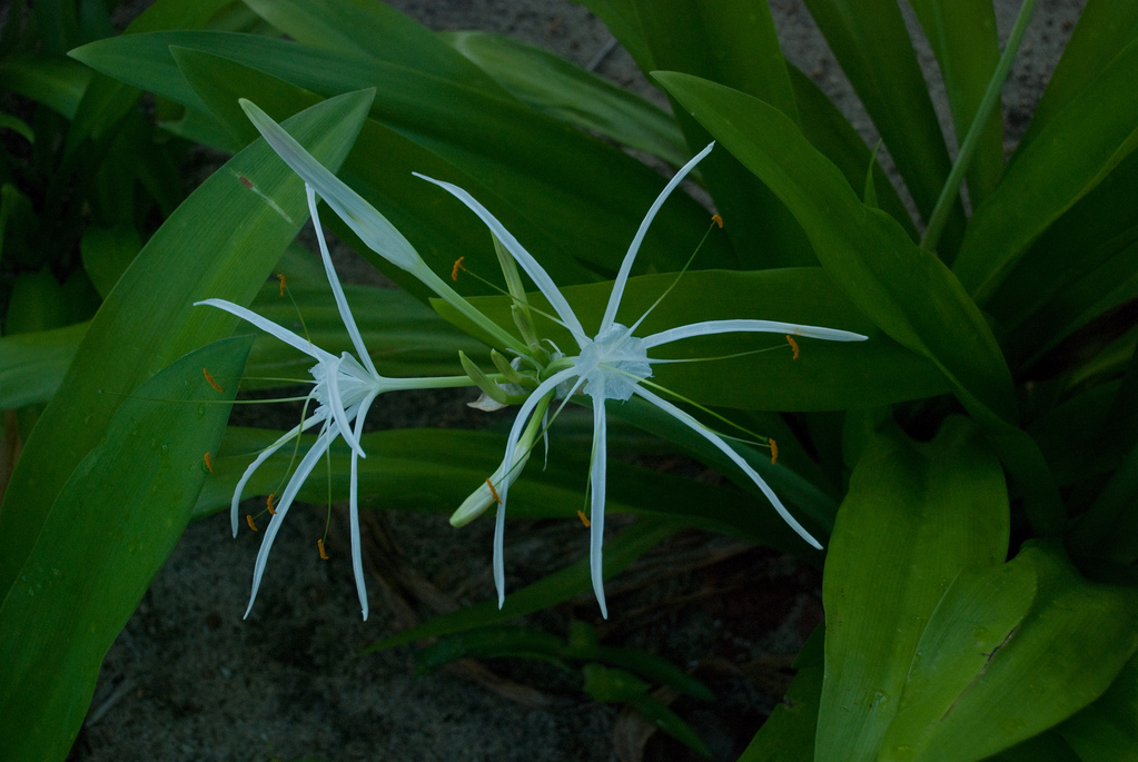 \"Spider\" flower
