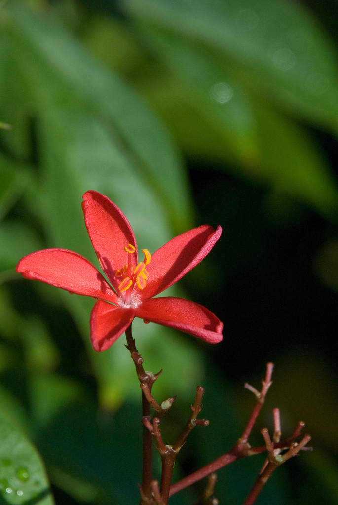 Flowers Flowers