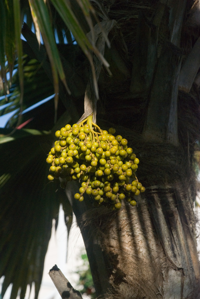 Date palm? Date palm?