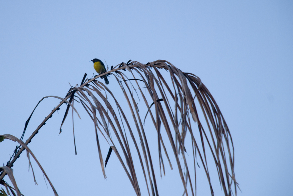 Yellow bird