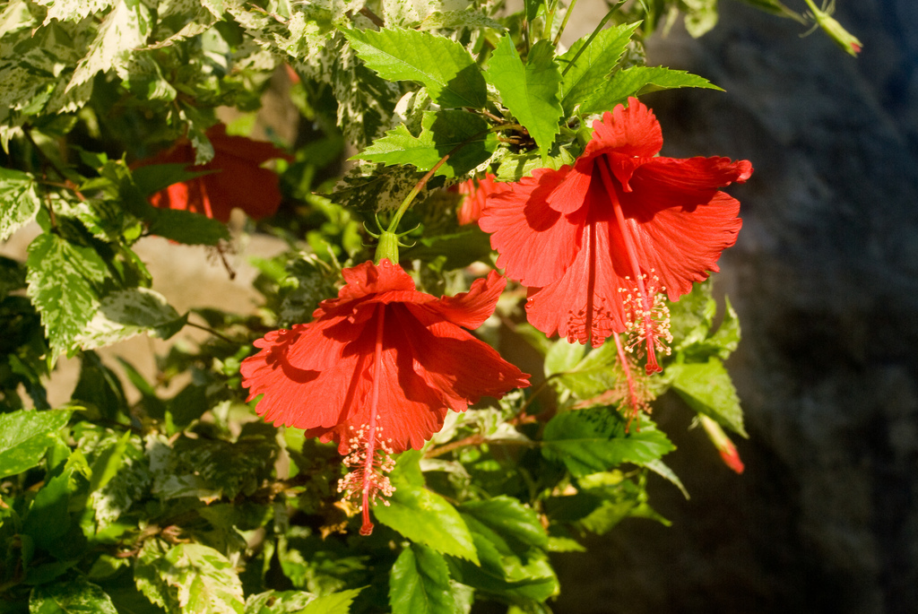 Hibiscus