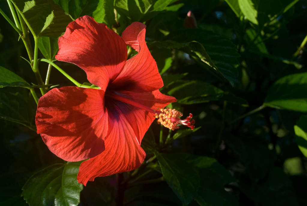 Hibiscus