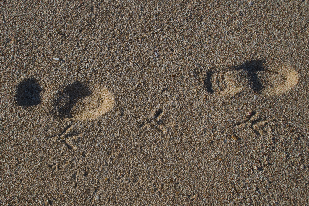 Bird and people tracks