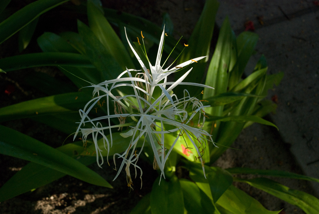 \"Spider\" flower