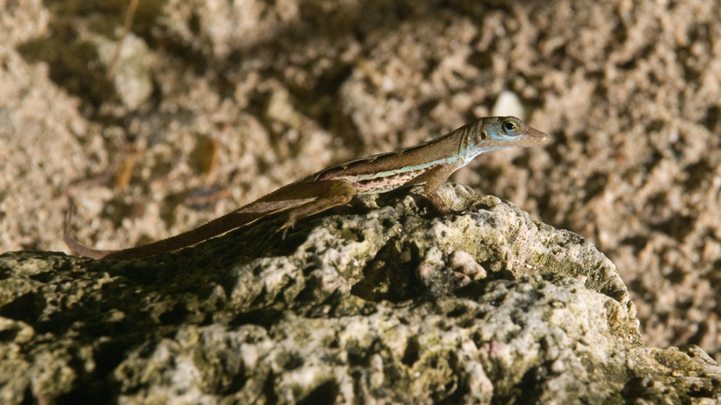 Lizard