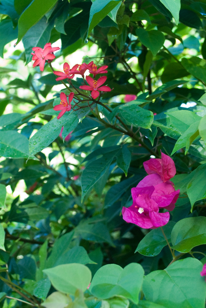 Flowers Flowers