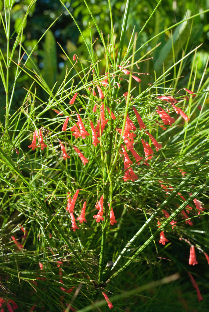 Flowers Flowers