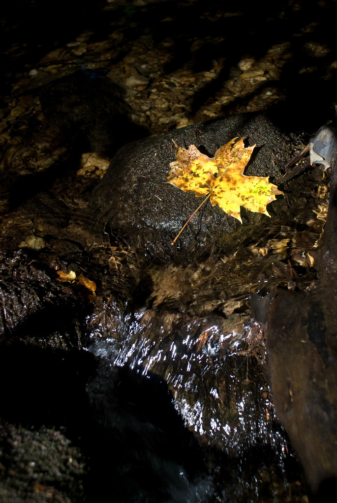 Autumn