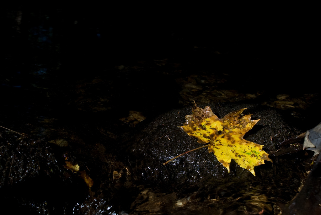 Autumn