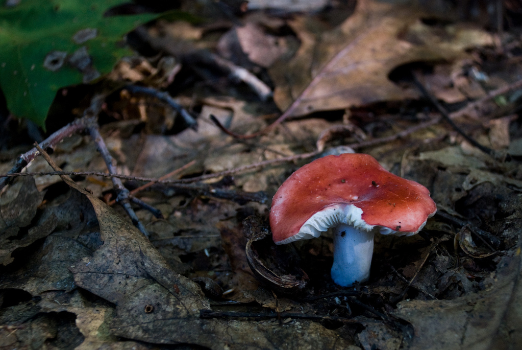 Mushroom