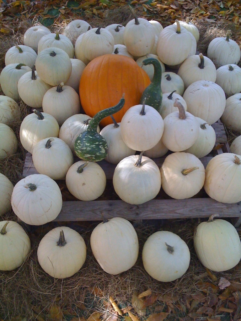 Hadley, Oct 11, 2008