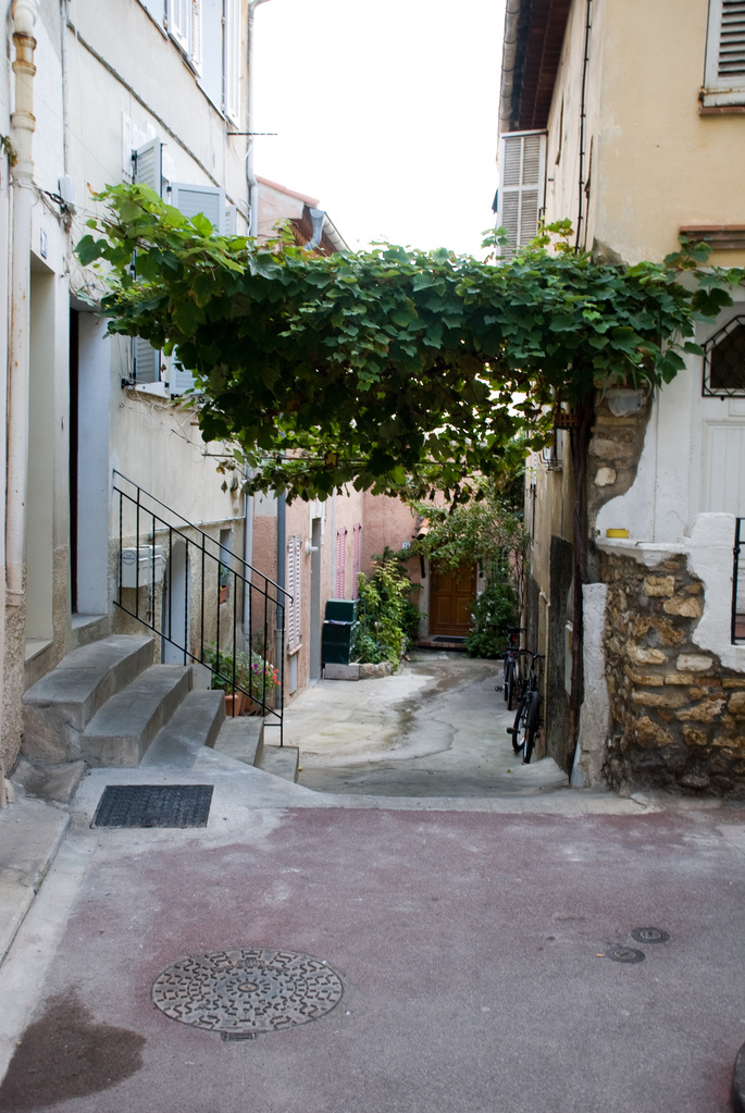 Vines