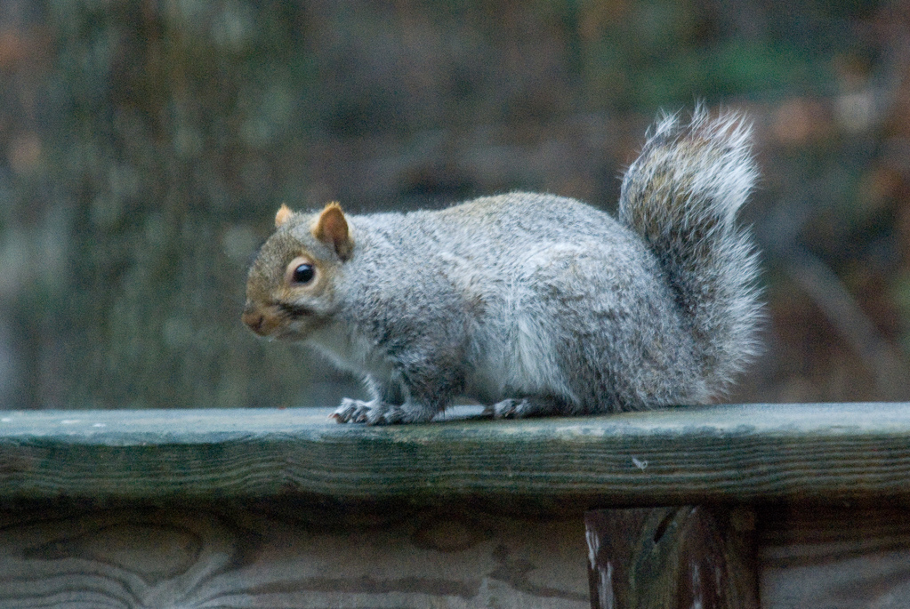 Bobtail squirrel