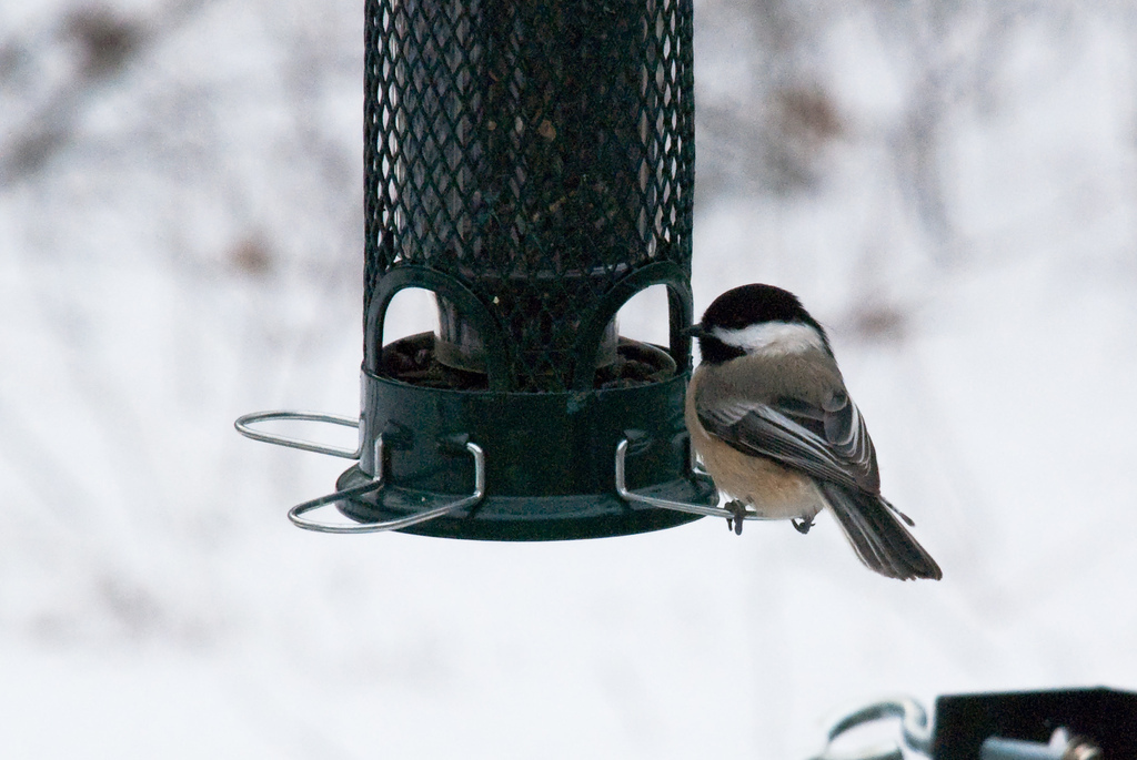Chickadee Chickadee