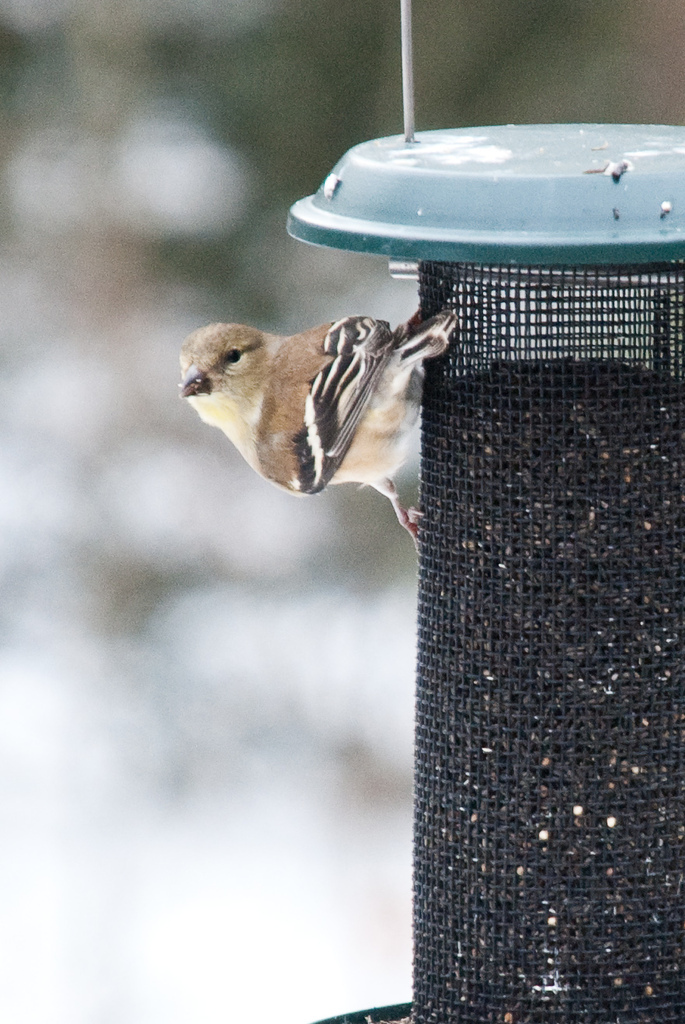 Goldfinch Goldfinch
