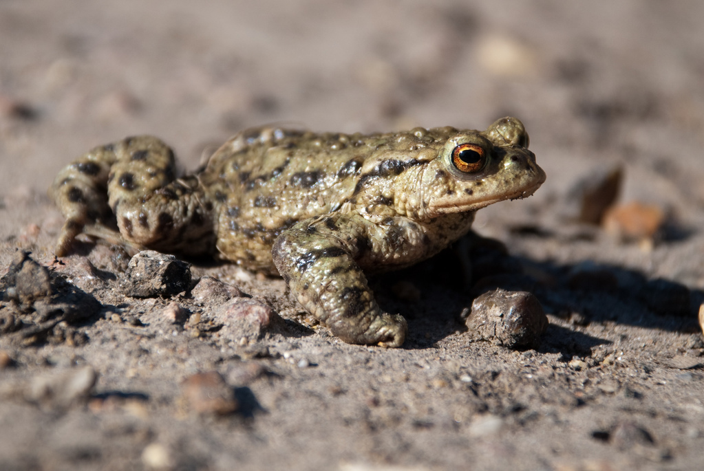 English Toad