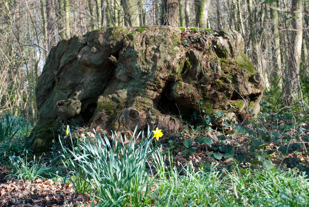 Toad tree stump?