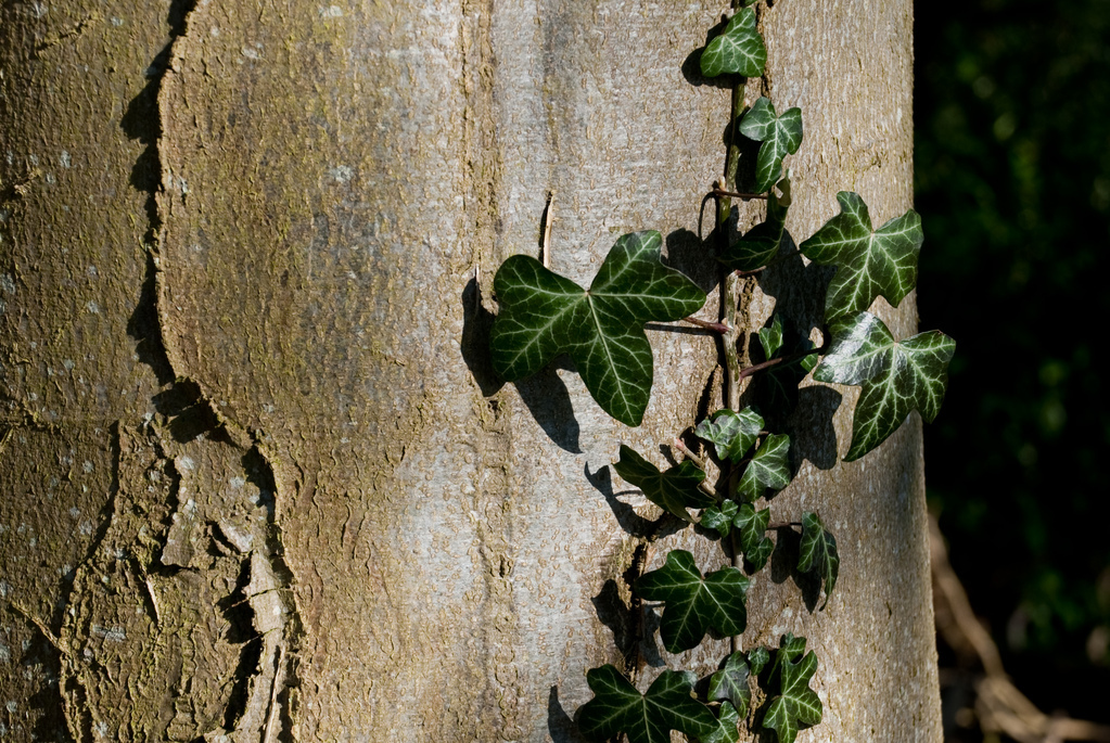Ivy