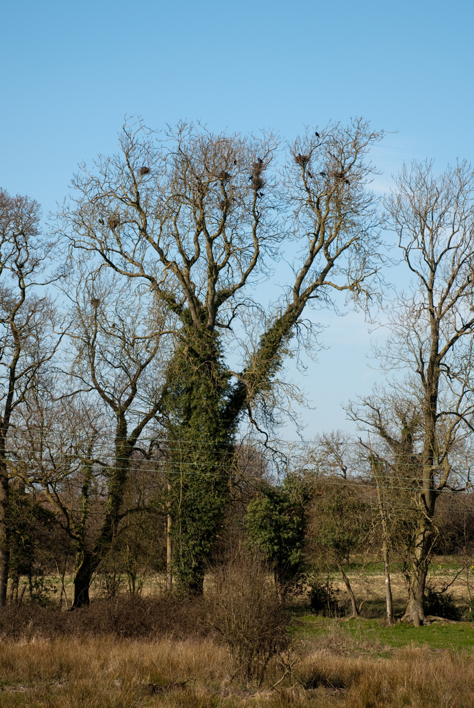 Nesting crows