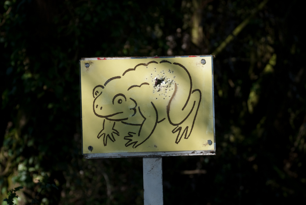 Toad crossing
