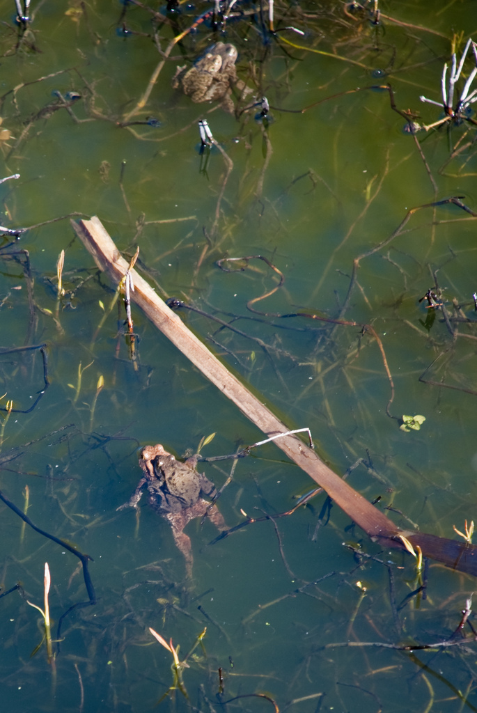 Toads at Wolterton Hall