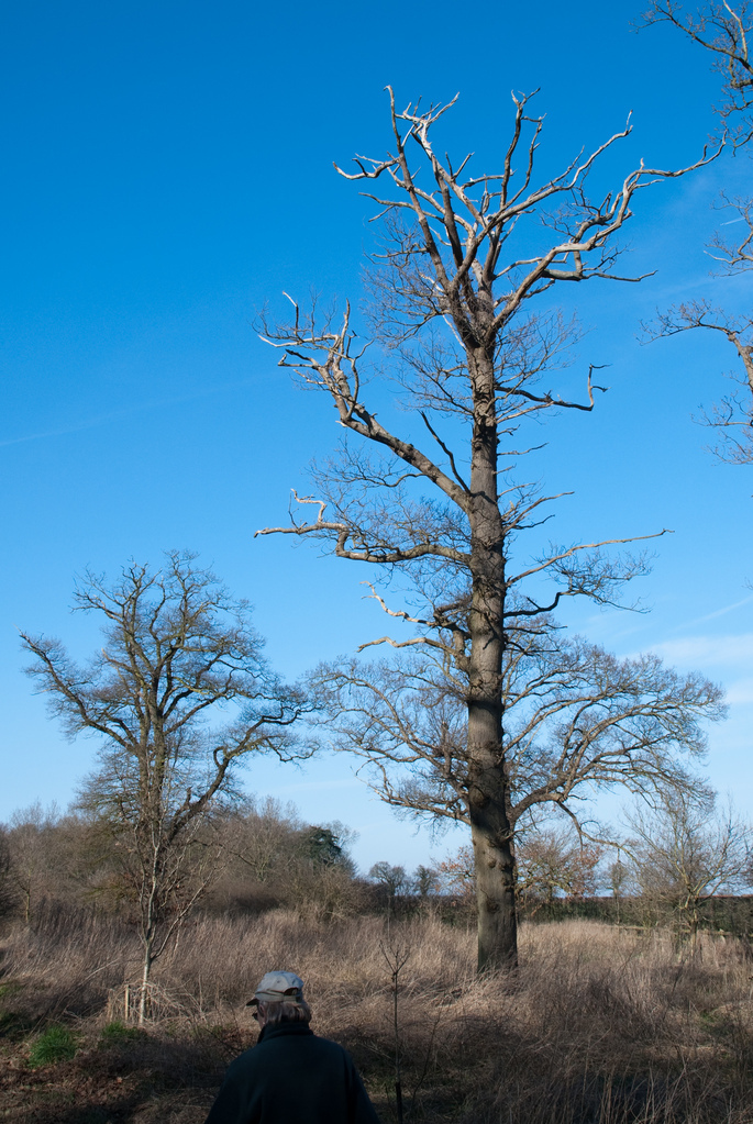Tree at Wolterton Hall