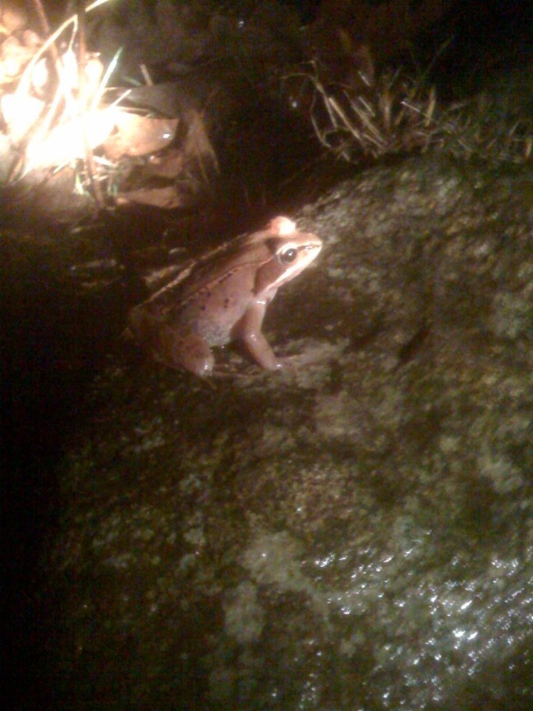 Wood frog