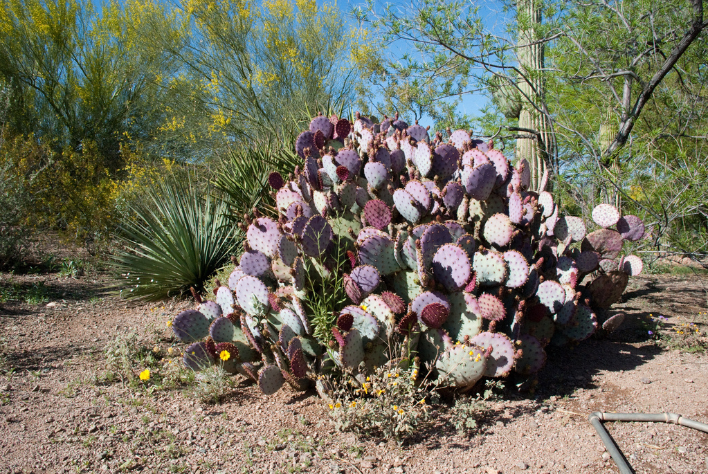 Desert Botanical Garden Desert Botanical Garden