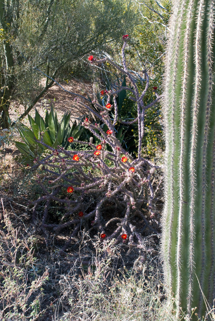 Desert Botanical Garden Desert Botanical Garden
