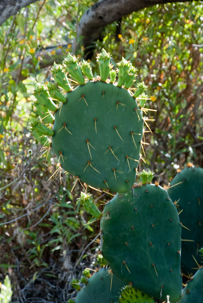 Desert Botanical Garden Desert Botanical Garden