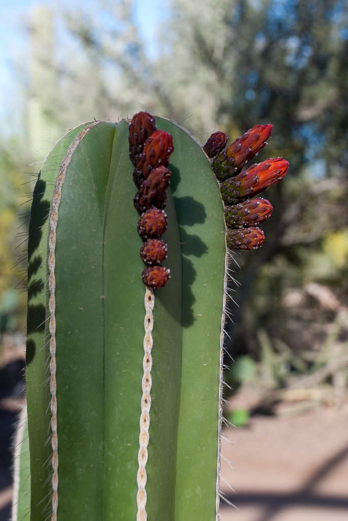 Desert Botanical Garden Desert Botanical Garden