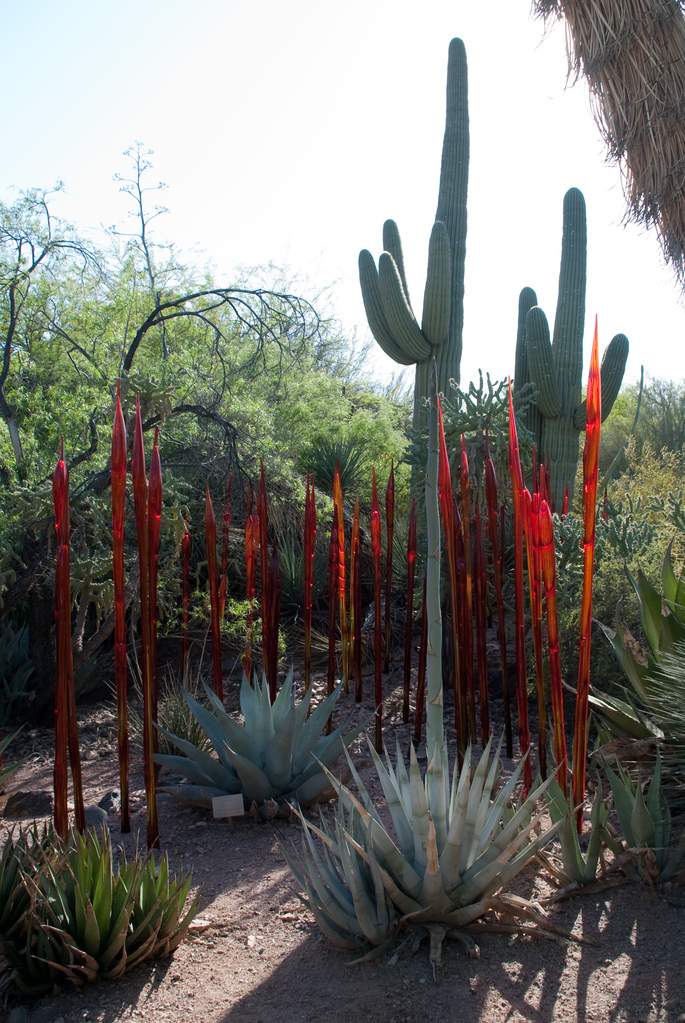 Desert Botanical Garden Desert Botanical Garden
