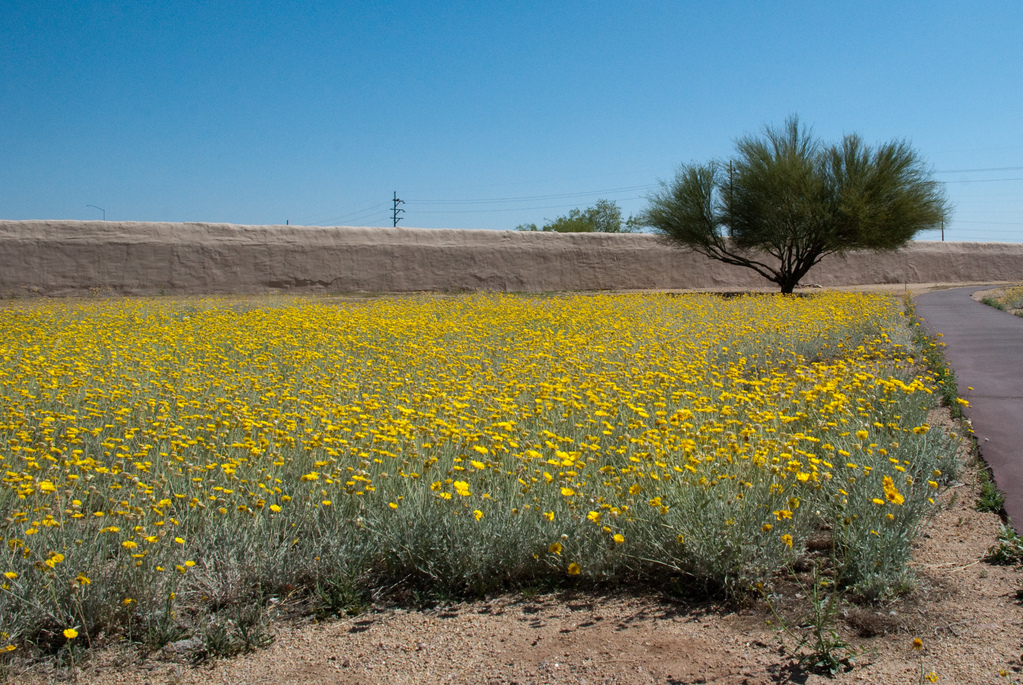 Pueblo Grande Museum‎