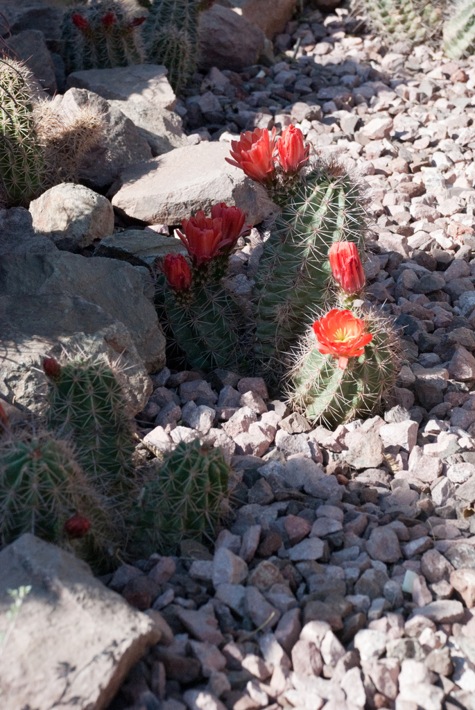 Desert Botanical Garden Desert Botanical Garden