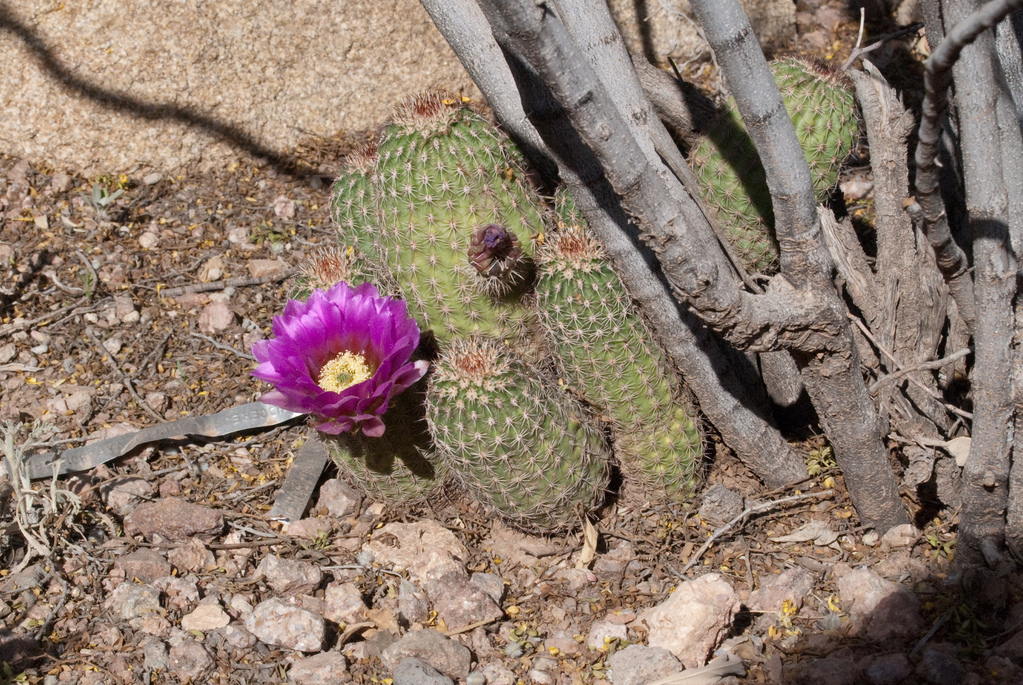Desert Botanical Garden Desert Botanical Garden