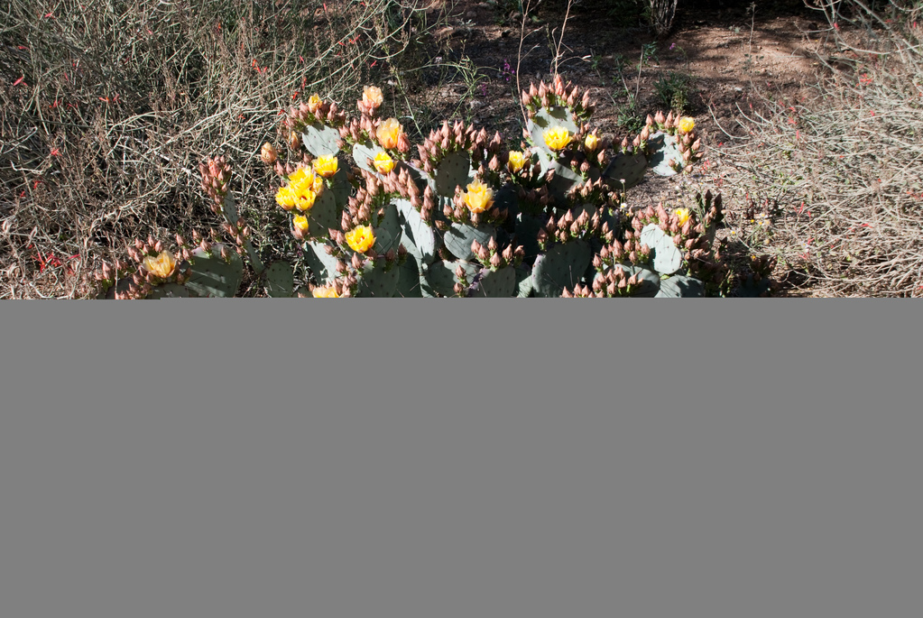 Desert Botanical Garden Desert Botanical Garden