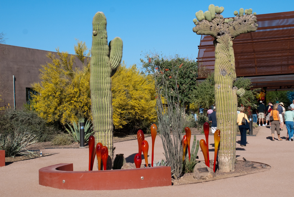 Desert Botanical Garden Desert Botanical Garden