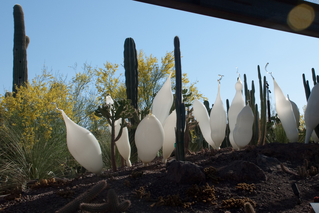 Desert Botanical Garden Desert Botanical Garden
