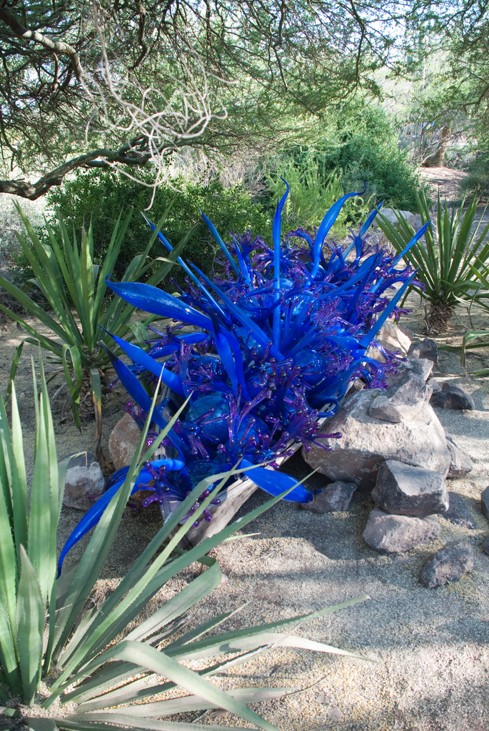 Desert Botanical Garden Desert Botanical Garden